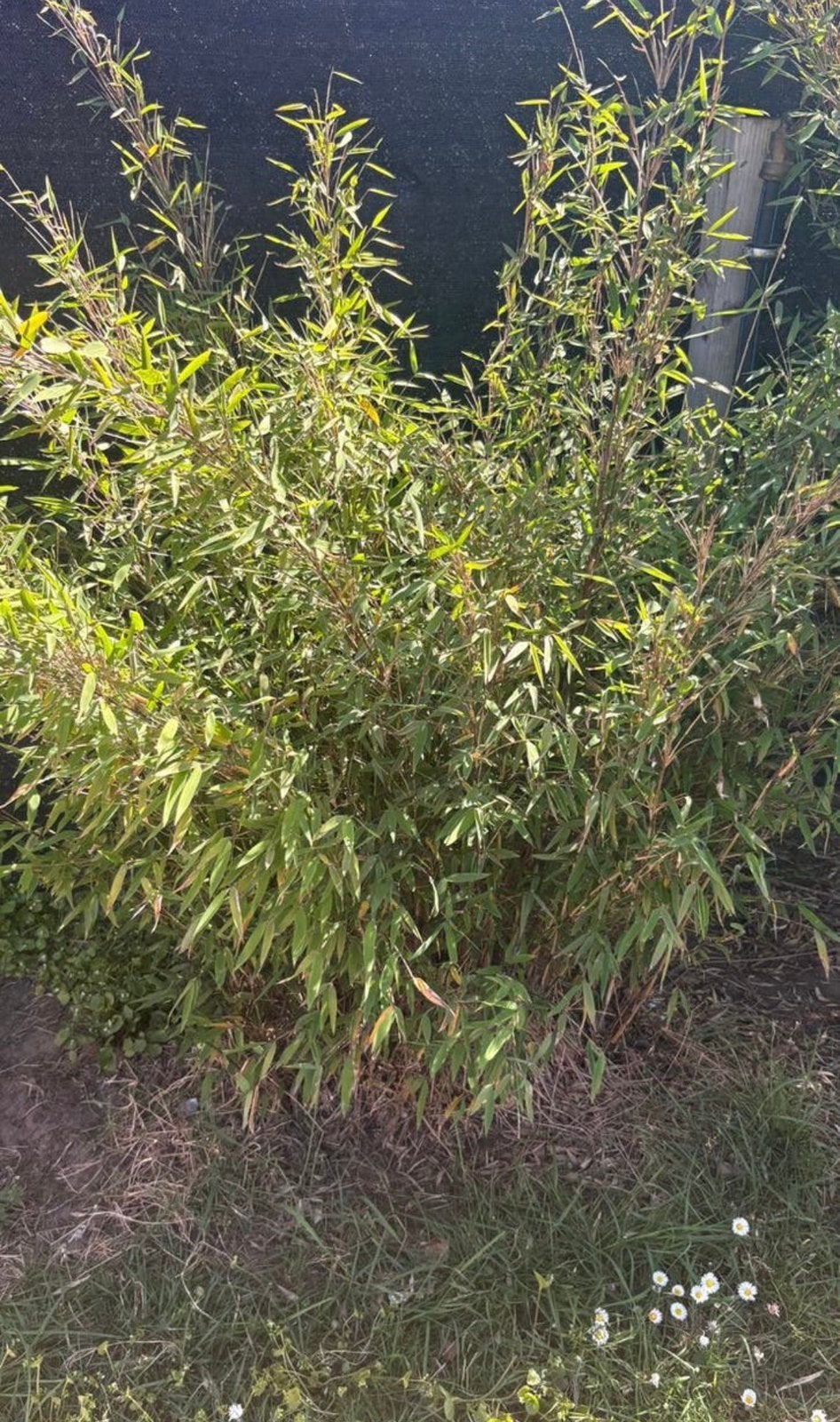 Niet woekerende sier bamboo, Ophalen, Bamboe
