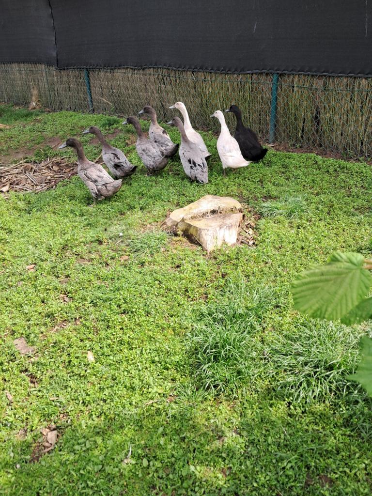 Eenden van Vorst,, Dieren en Toebehoren, Pluimvee, Meerdere dieren, Eend
