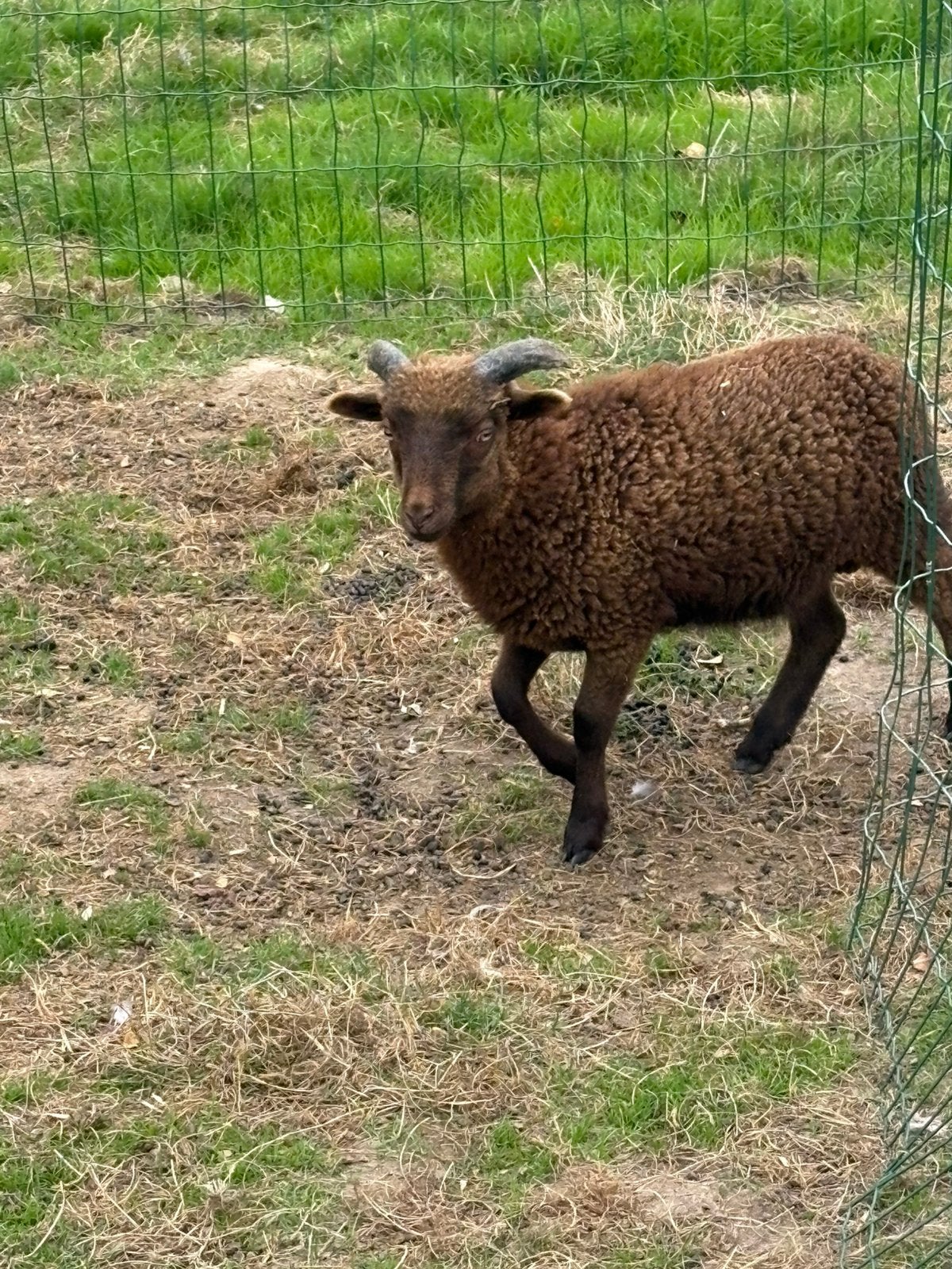 Ouessant schaap - bokje 5 maand oud, Dieren en Toebehoren, Schaap