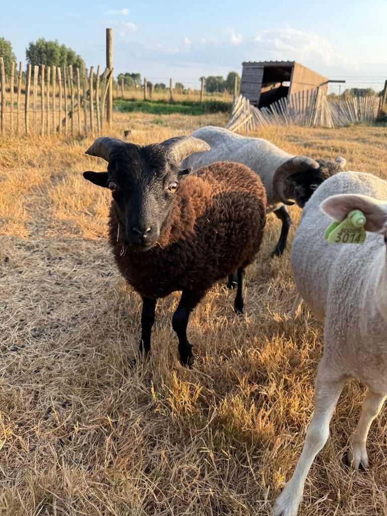 Ouessant rammetje, Mâle, Mouton, 0 à 2 ans