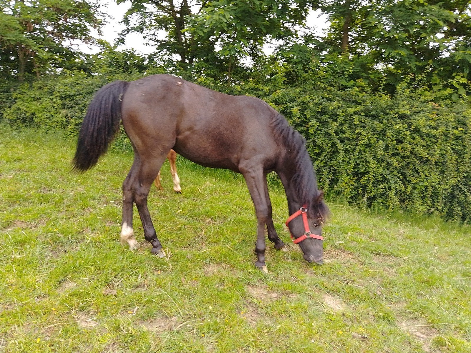 Zwarte jaarling merrie, Dieren en Toebehoren, Paarden, Merrie, M