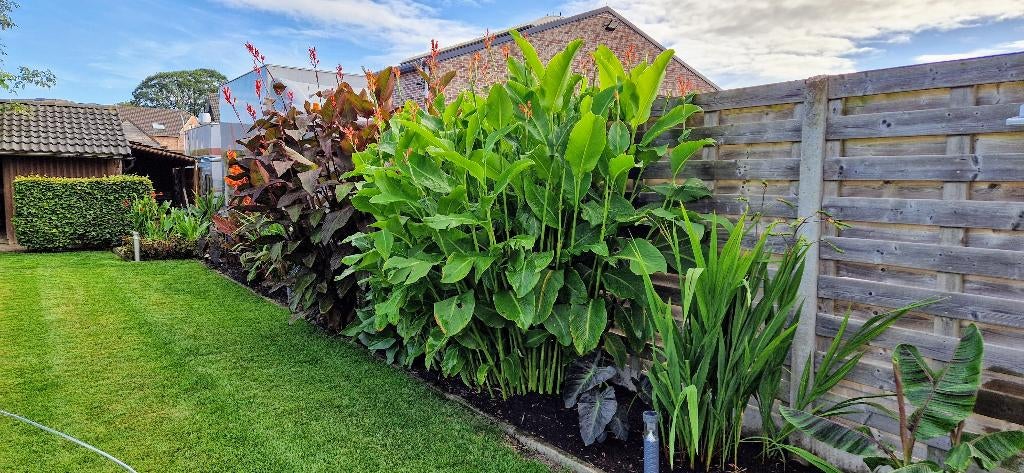 Canna Teurckheimii & Canna musafolia rubrum, Tuin en Terras, Planten | Tuinplanten, Volle zon, Vaste plant, Zomer, Ophalen