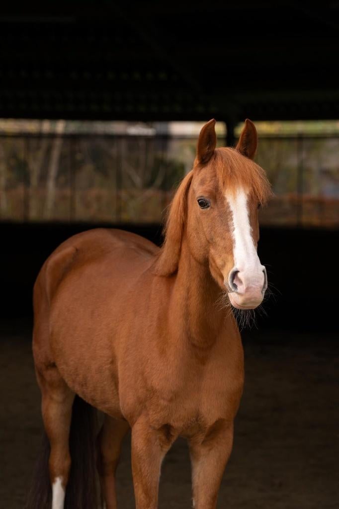 D-pony te koop: Elaia Armor, Dieren en Toebehoren, Pony's, Merrie, Met stamboom, Niet van toepassing, Springpony