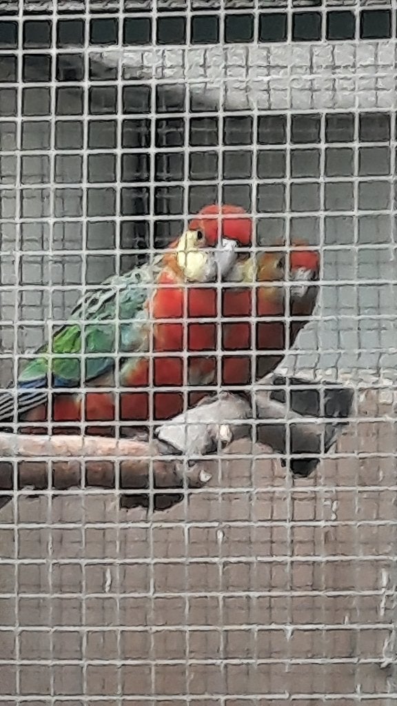 Stanley, Mâle, Perruche, Bagué