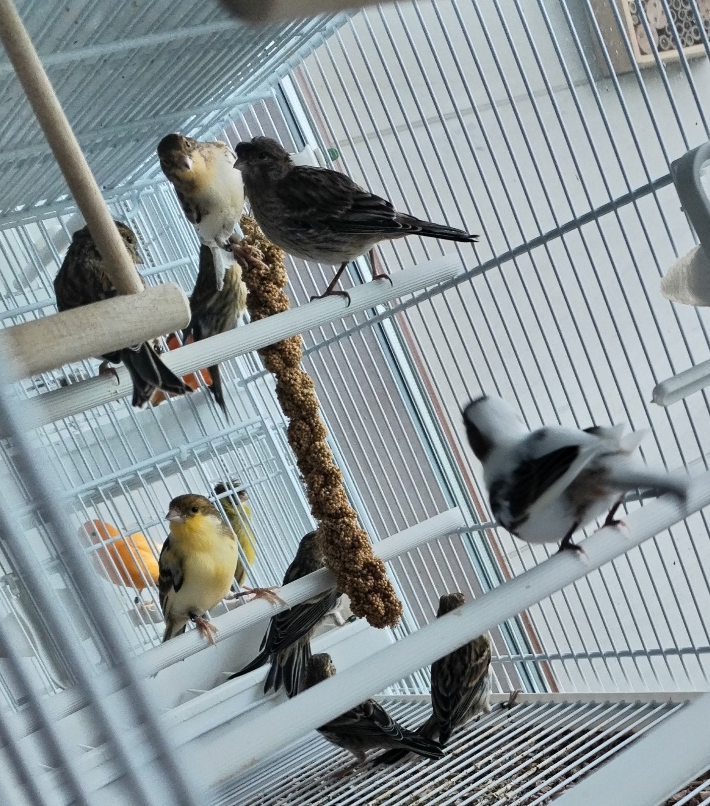 Canaris/Kanaries 2026, Animaux & Accessoires