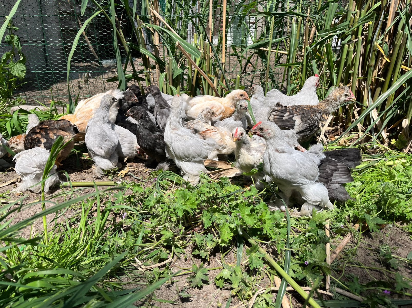 Cochinnekriel kuikens 8 weken oud. Haantjes gratis, Dieren en Toebehoren