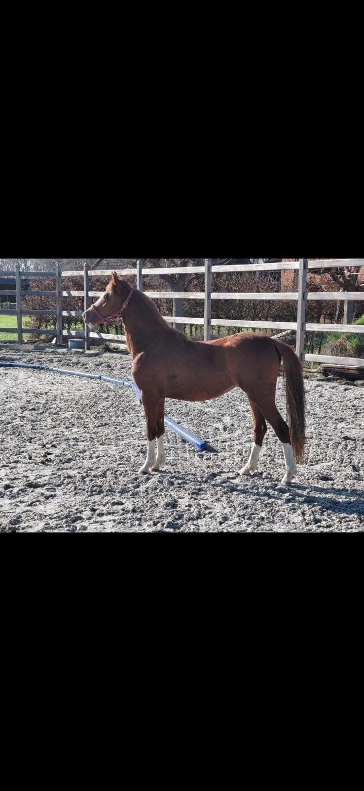 Mooie welsh C pony merrie, Animaux & Accessoires, Jument