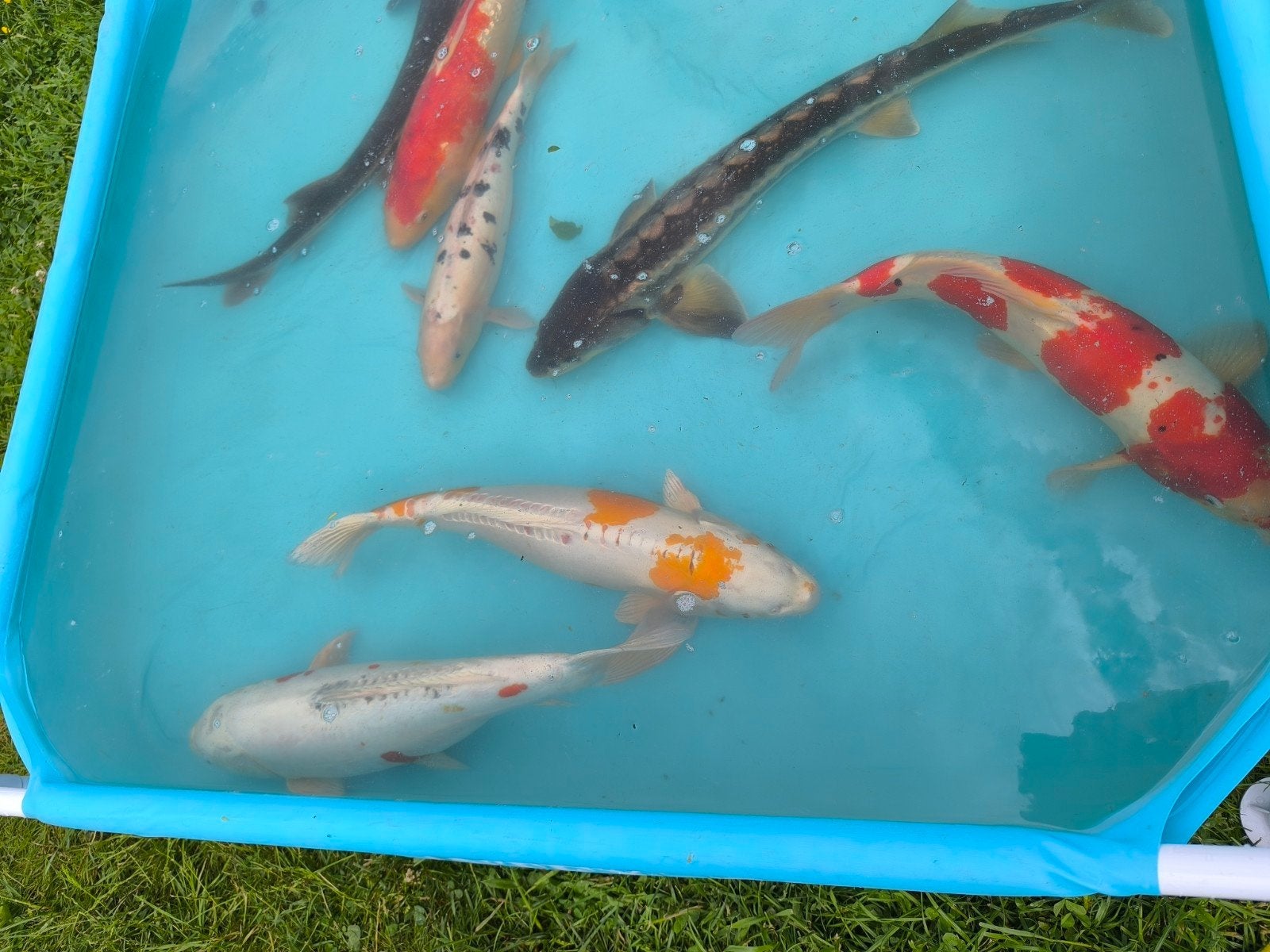 Koi en steurs, Dieren en Toebehoren, Vissen | Vijvervissen