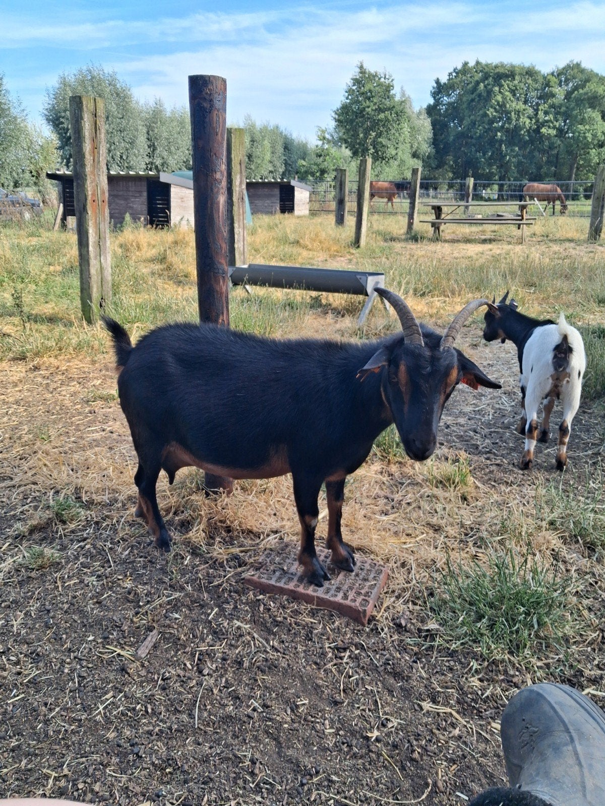 Geitjes, Animaux & Accessoires, Moutons, Chèvres & Cochons, Femelle, Chèvre, 0 à 2 ans