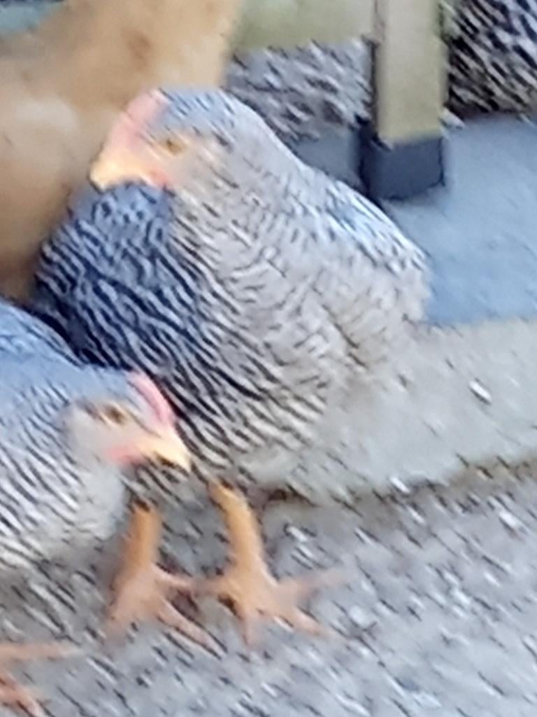 Ras zuivere Amrock haantjes, Dieren en Toebehoren
