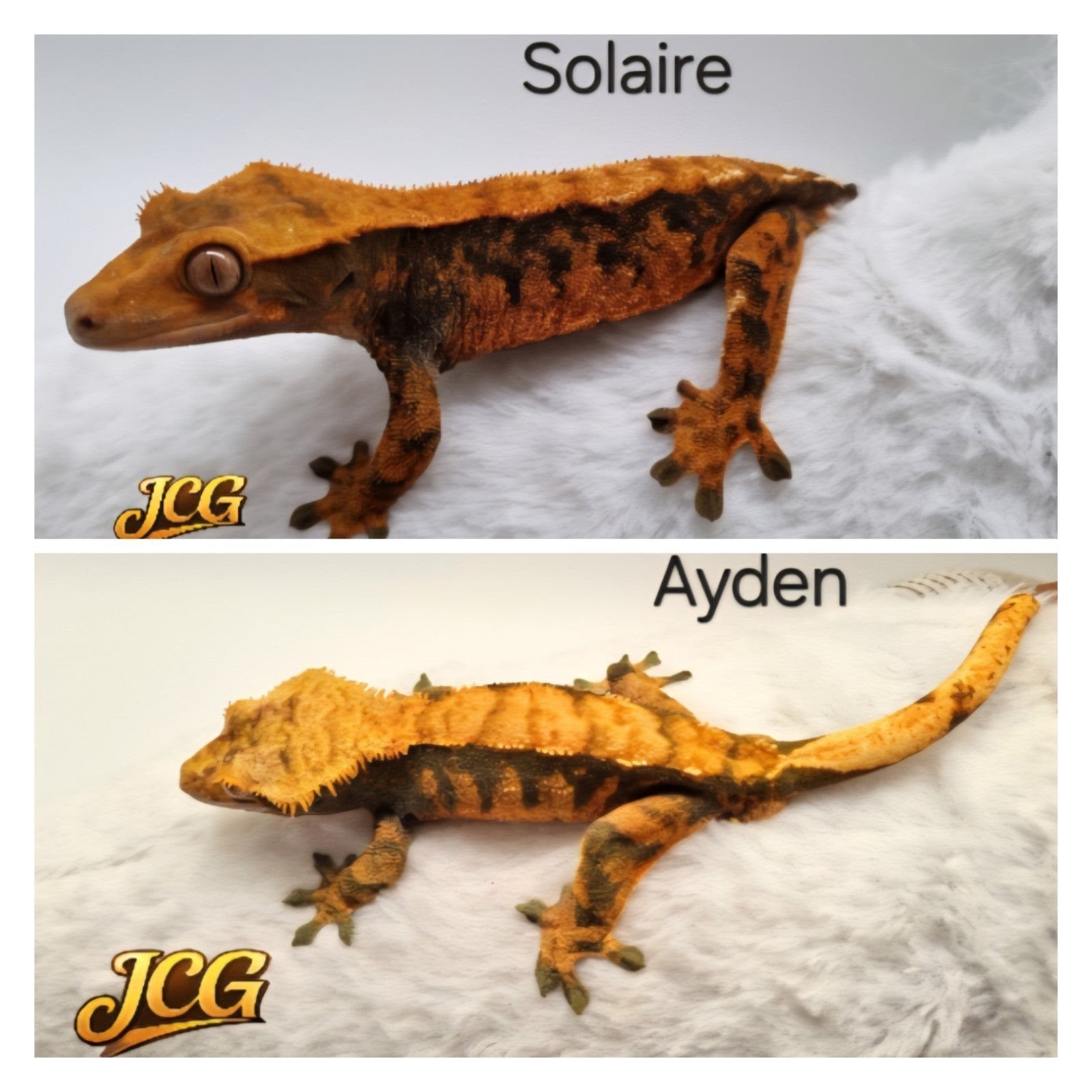 wimpergekko Halloween koppeltje