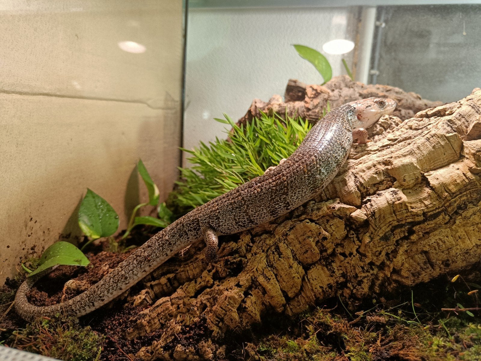 Slakkenskink