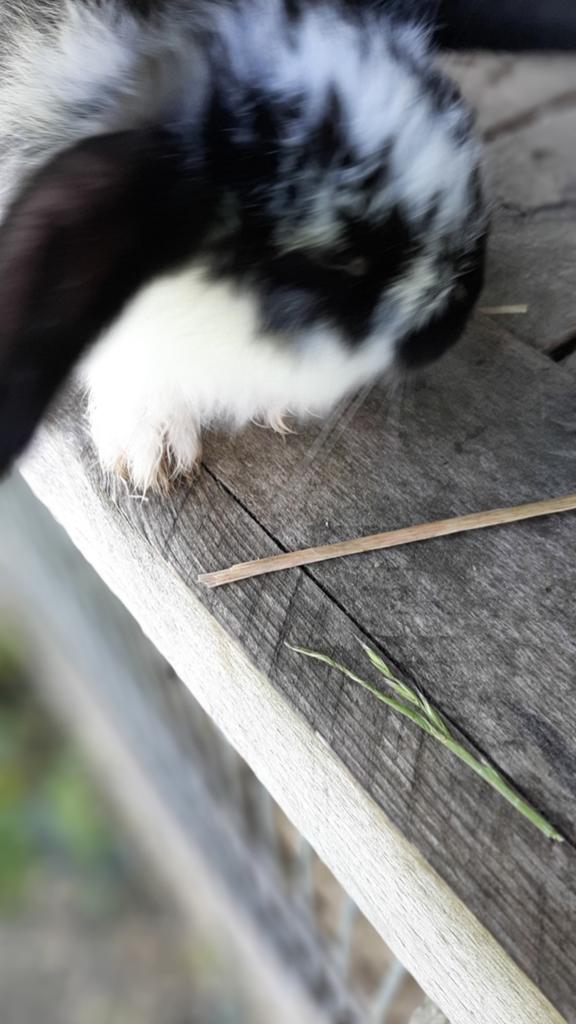 Franse hangoor, Dieren en Toebehoren, Konijnen, Hangoor