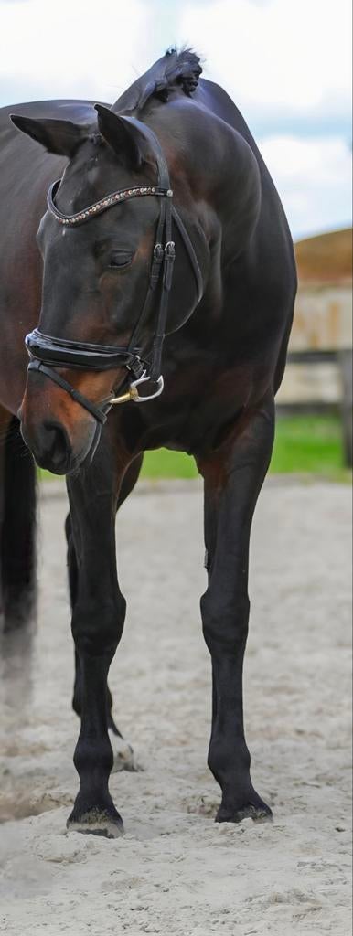 10j elite merrie, Cheval de dressage, M, 165 à 170 cm, Avec pedigree