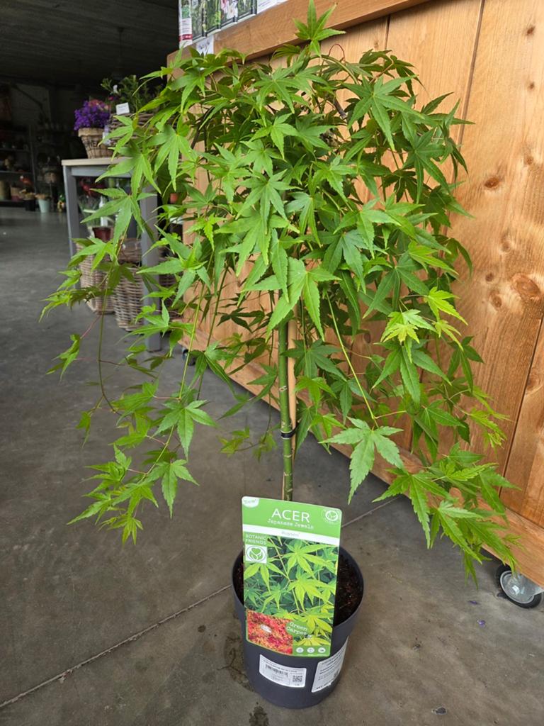 Acer Palmatum 'Ruysen', Jardin & Terrasse, Plantes | Arbustes & Haies, Enlèvement