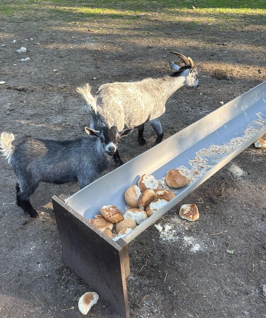 geiten, Animaux & Accessoires, Moutons, Chèvres & Cochons, Plusieurs animaux, Chèvre, 0 à 2 ans