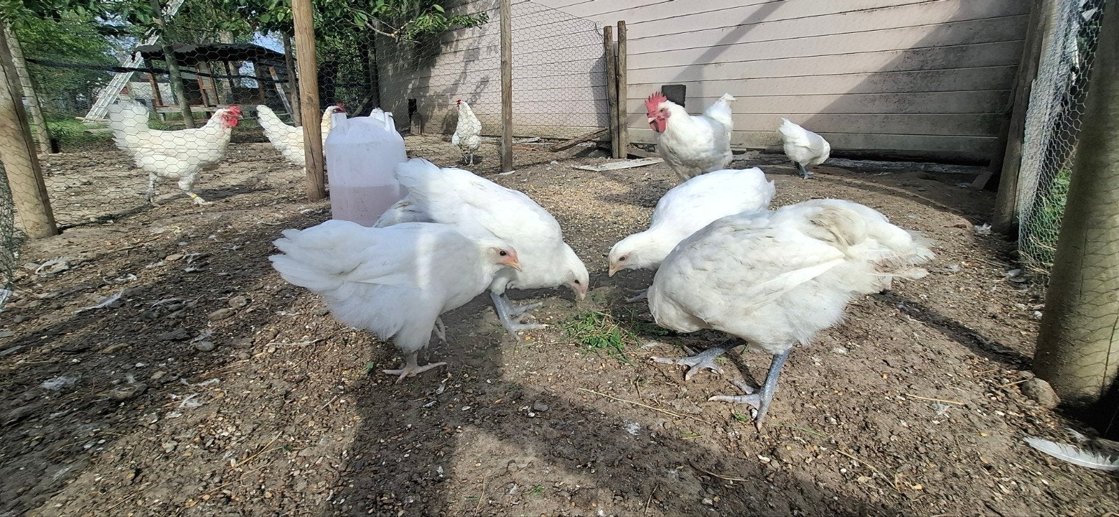 Hennen Poule De Bresse , witte kleur  , raszuiver, Dieren en Toebehoren