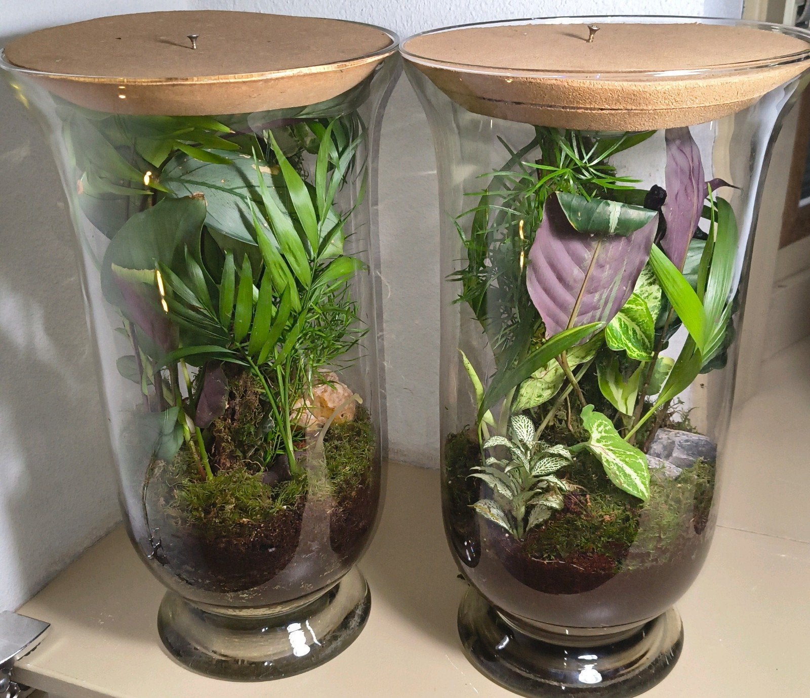 duo van twee grote plantenbokalen, Huis en Inrichting, Groene kamerplant, Ophalen, Halfschaduw, Minder dan 100 cm