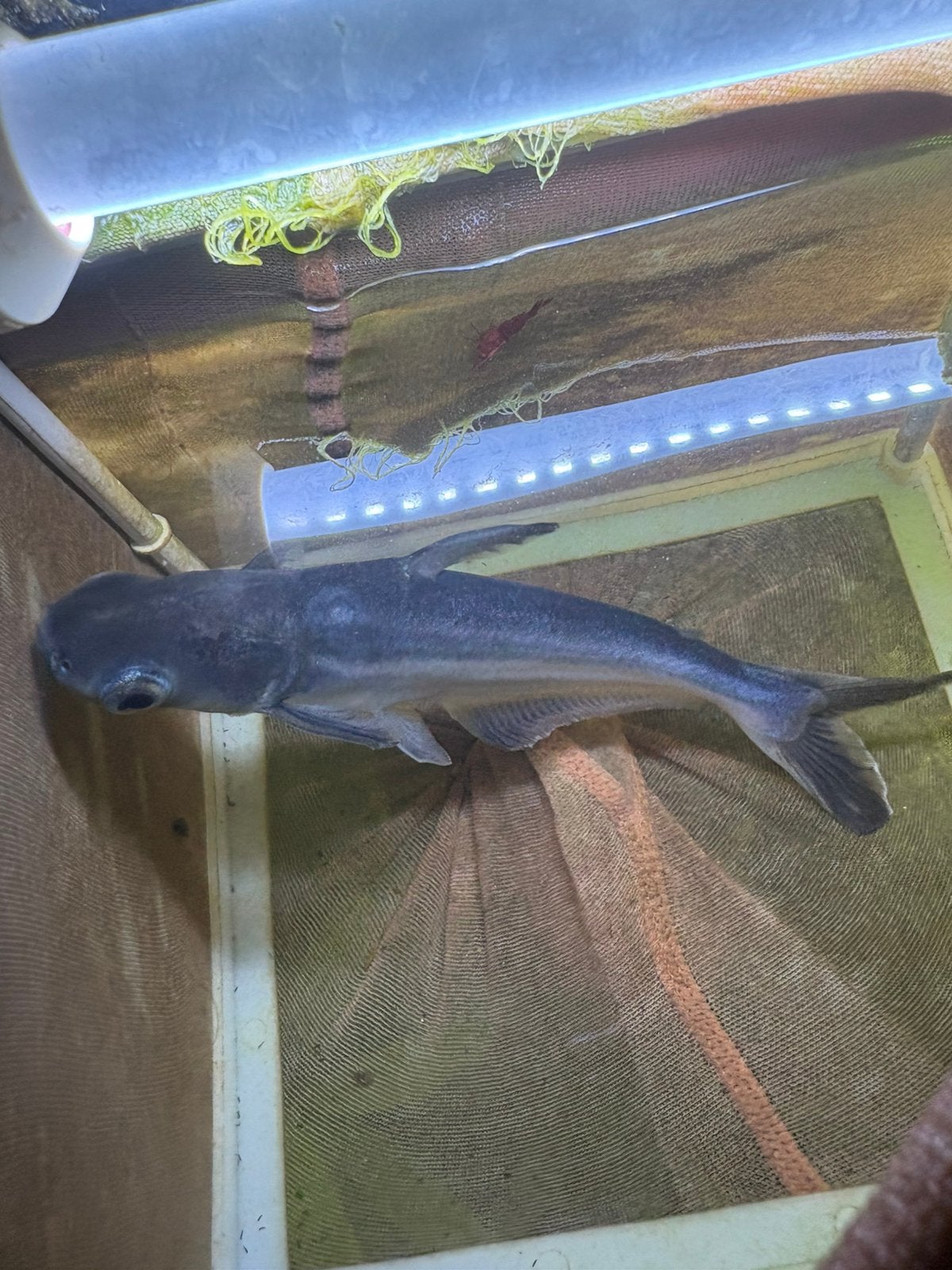 Blauwe haai van ongeveer 15cm zoekt een groter aquarium, Poisson, Poisson d'eau douce
