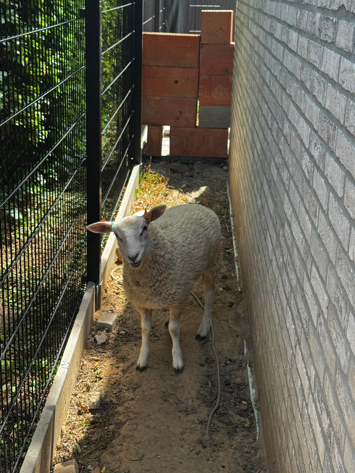 Jonge schaapen 2 keer 550€, Dieren en Toebehoren