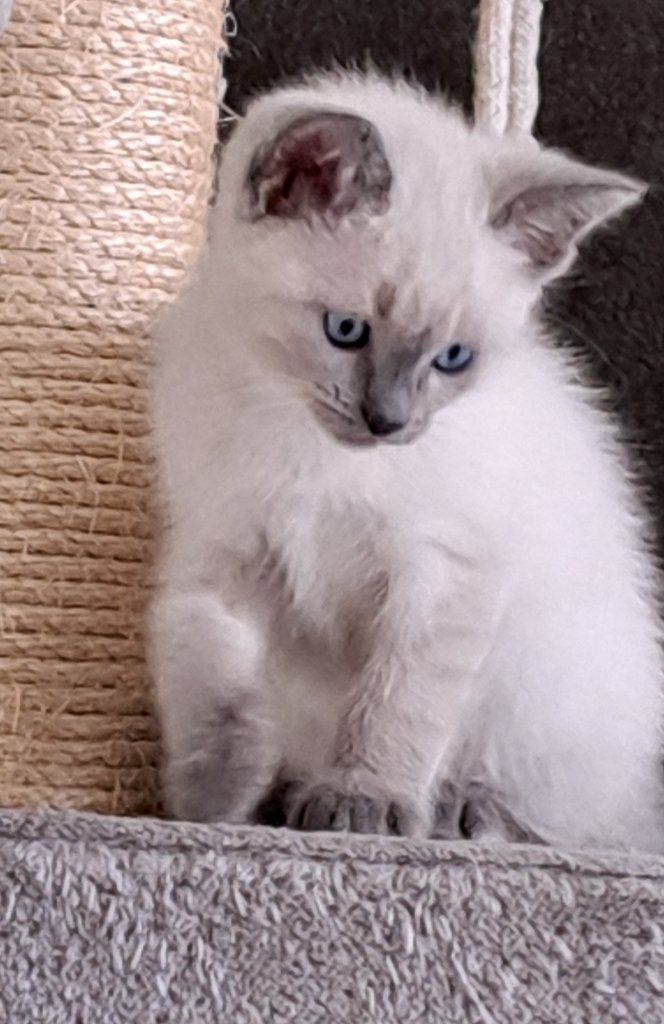 thai siamese kittens, Dieren en Toebehoren, Meerdere dieren, Gechipt, 0 tot 2 jaar