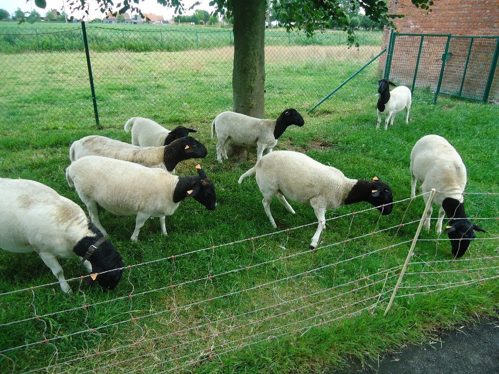 Drachtige dorperooien met stamboek, Dieren en Toebehoren, Schapen, Geiten en Varkens, Schaap, Meerdere dieren, 0 tot 2 jaar