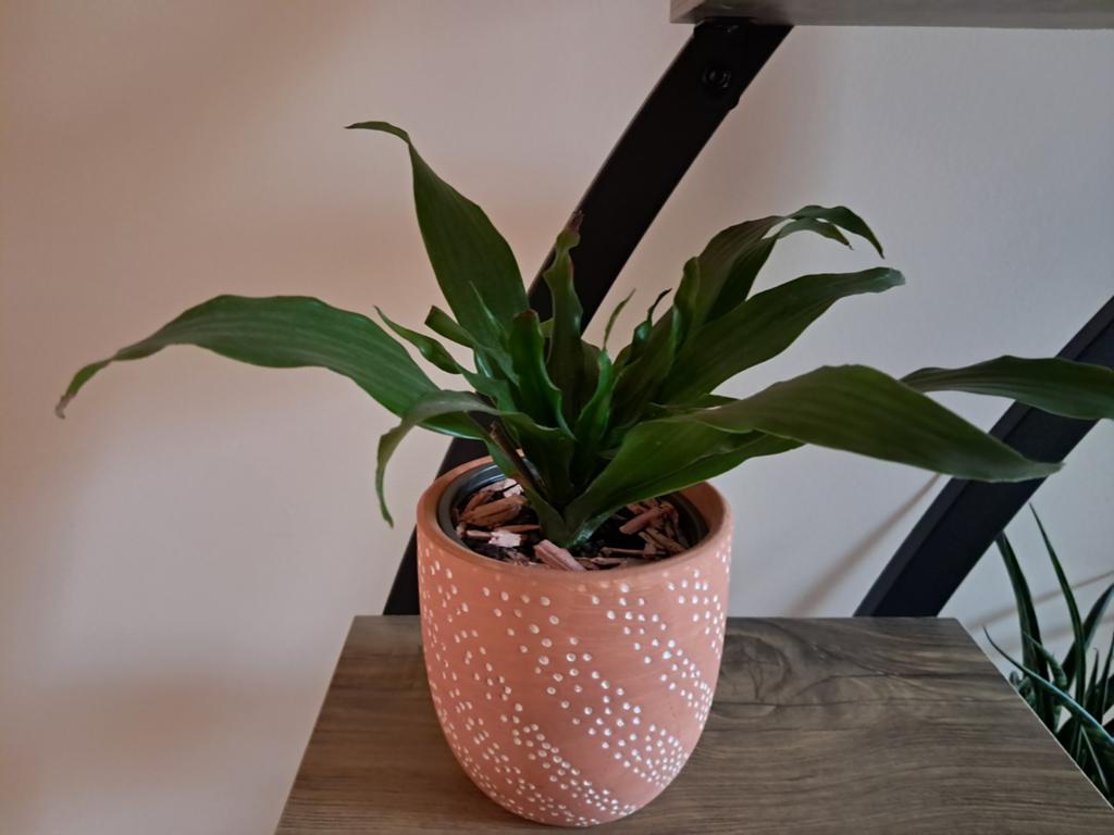 Kamerplanten (samen of apart) allerlei, Huis en Inrichting, Kamerplanten, Ophalen, Vetplant