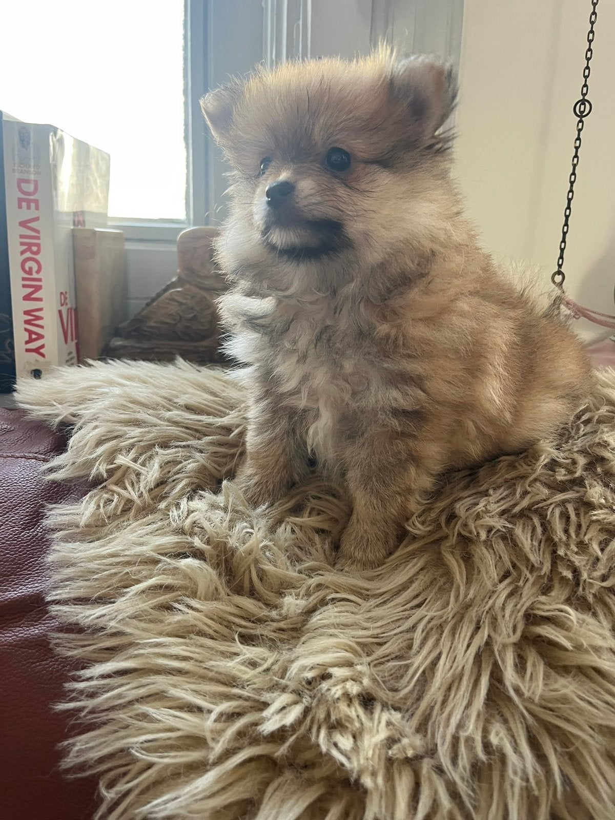 Nog 2 schattige pomeriaantjes te koop, Parvo, België, Particulier, Overige rassen