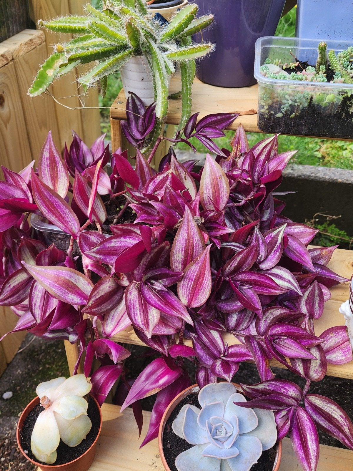 Tradescantia zebrina, Enlèvement ou Envoi