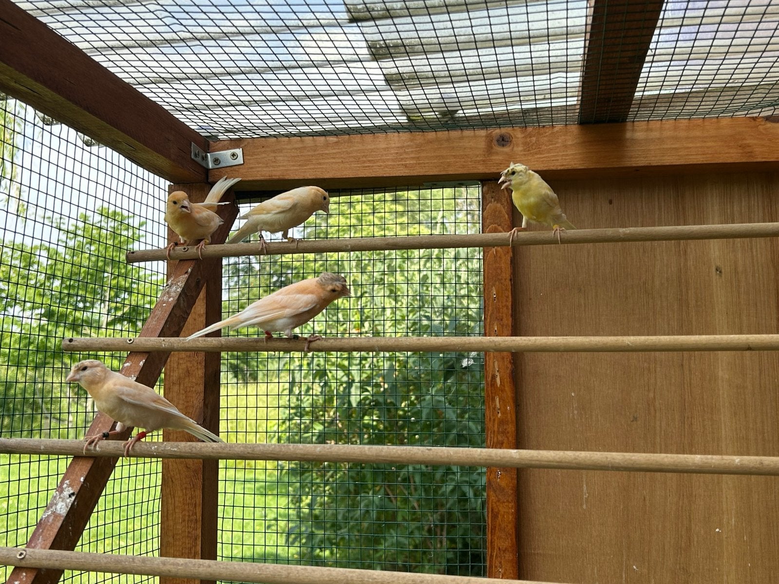 5 geel/orange portgees harlekijn kanaries van 2026, Dieren en Toebehoren, Vogels | Kanaries, Meerdere dieren, Kleurkanarie