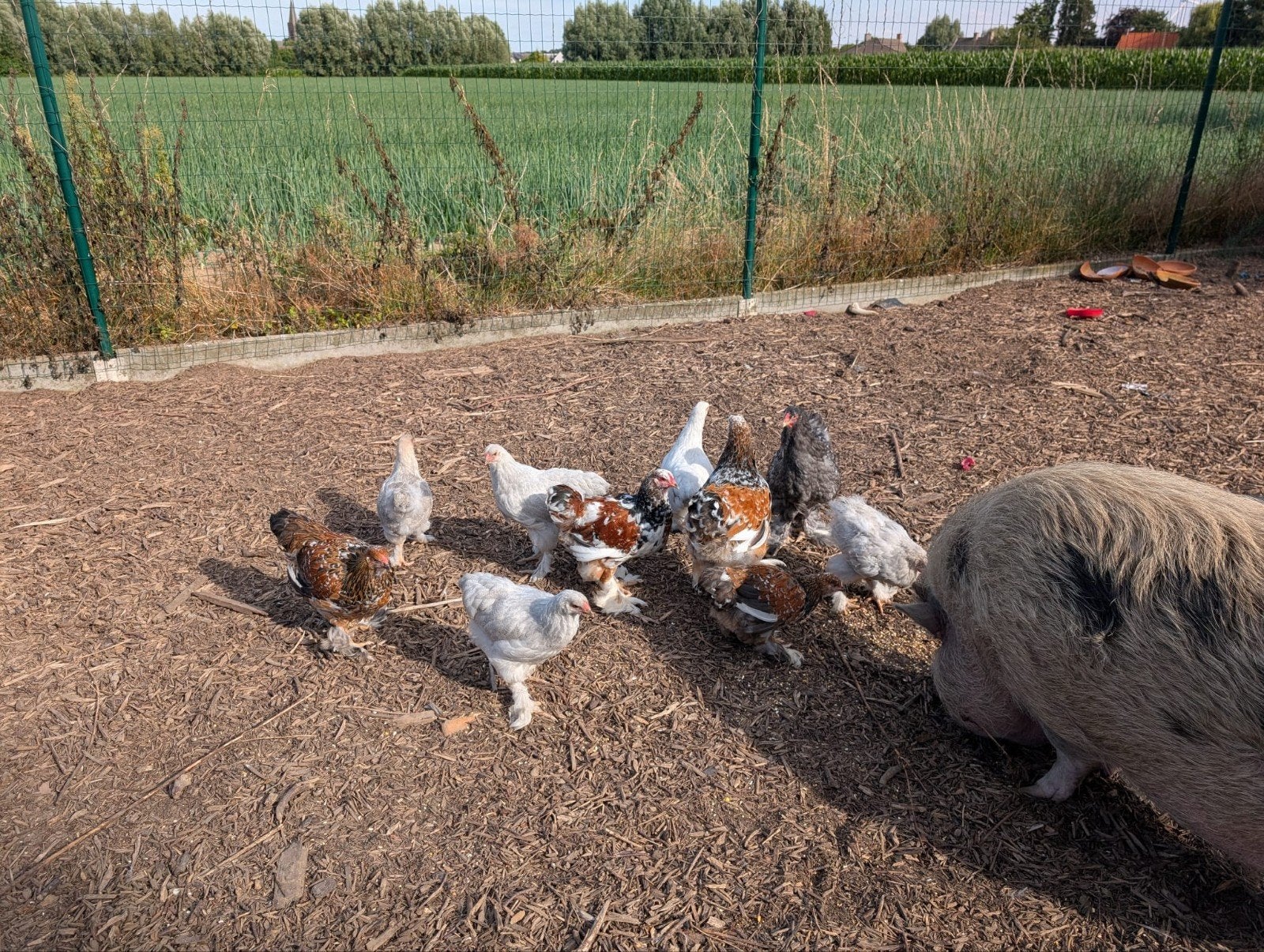 Verschillende kleuren Brahma, Dieren en Toebehoren, Pluimvee