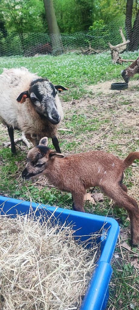 Kameroen ooi met baby bokje, Meerdere dieren, Schaap, 0 tot 2 jaar