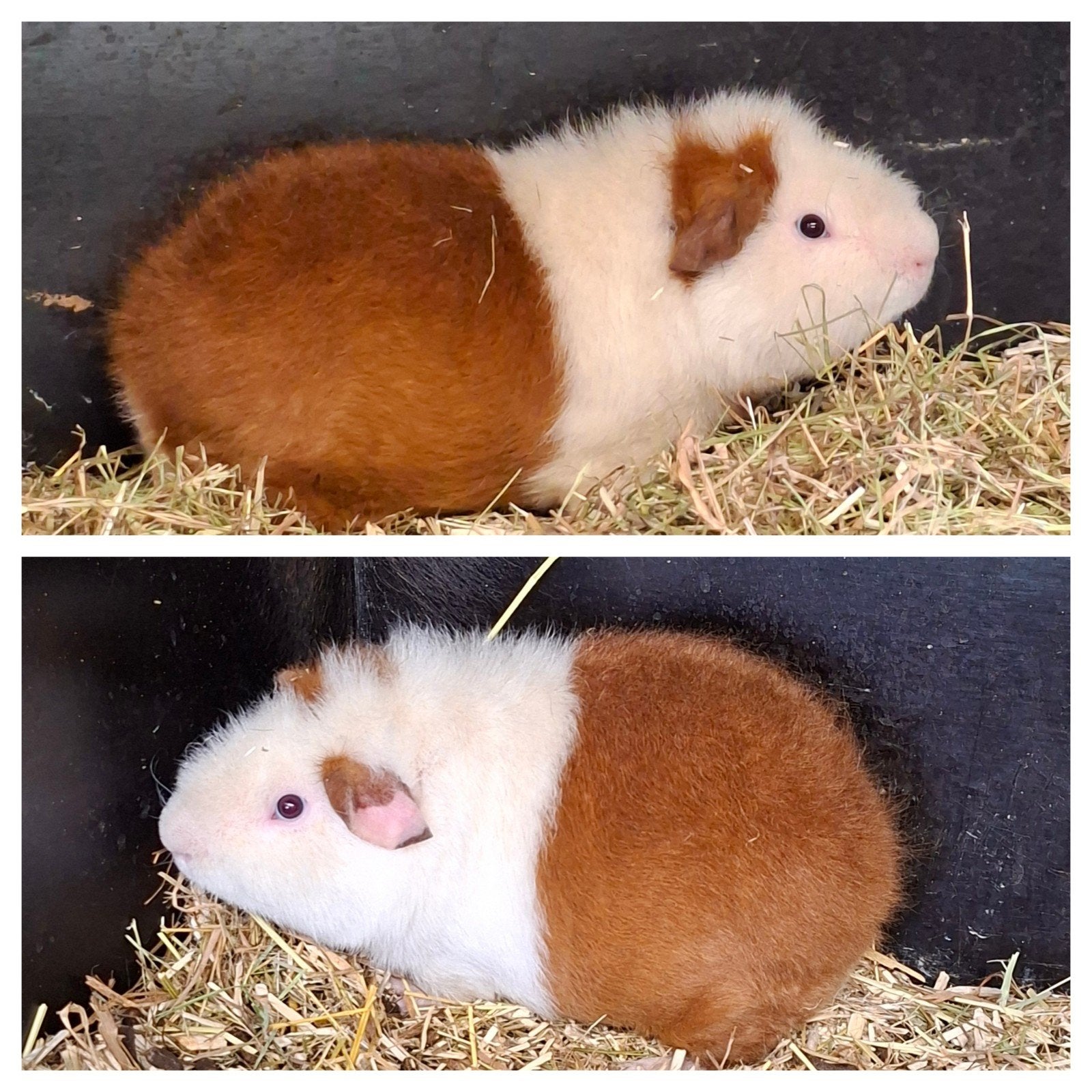 Us teddy cavia, Dieren en Toebehoren, Maart, Cavia