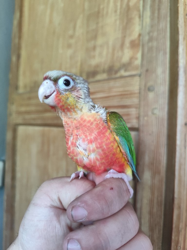 Conure ananas eam, Animaux & Accessoires