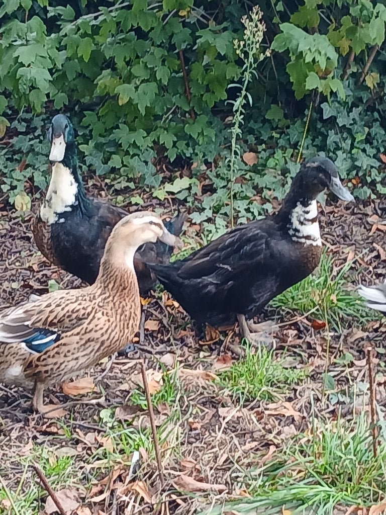 6 volwassen eenden, Animaux & Accessoires, Plusieurs animaux, Canard