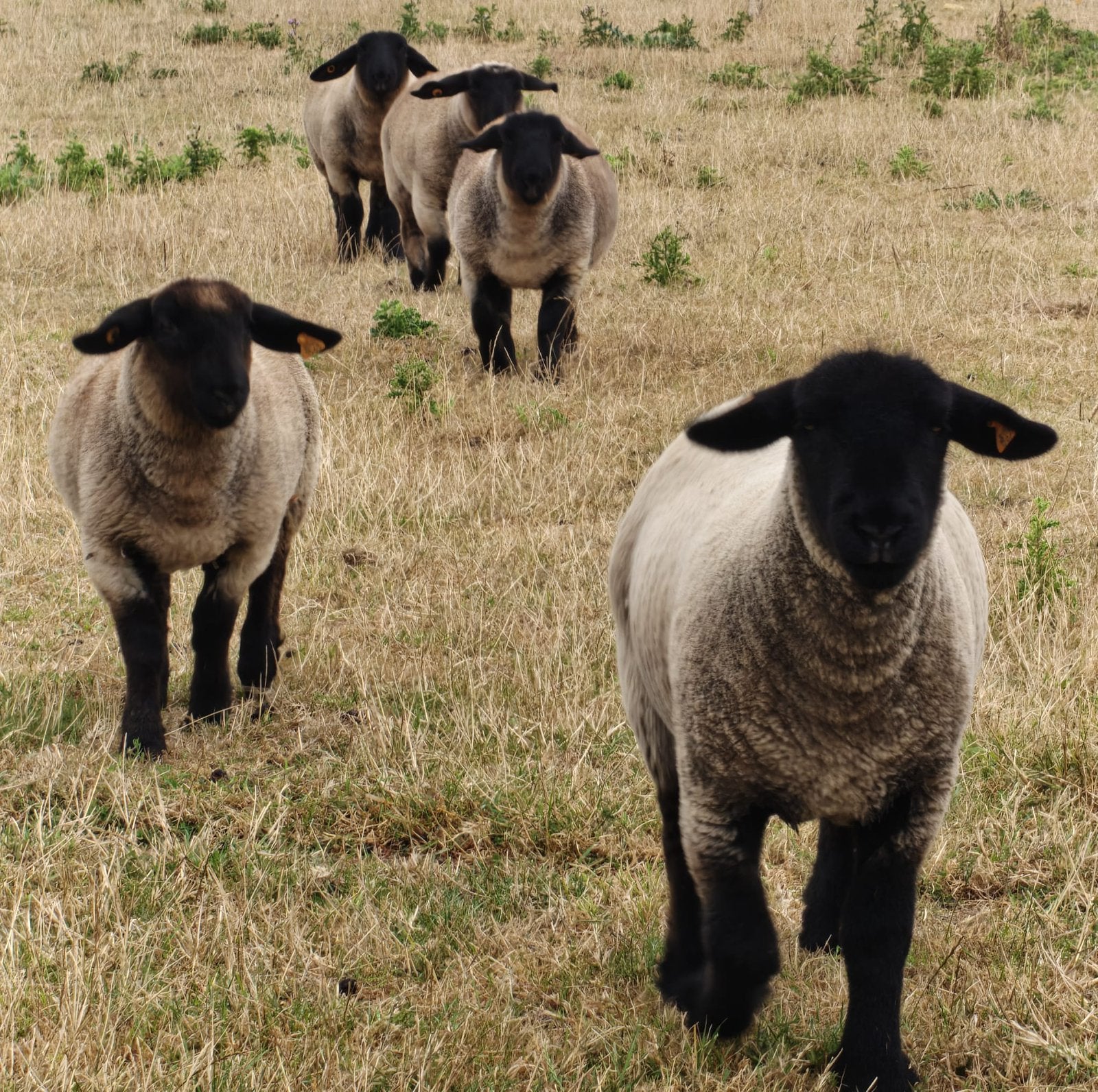 Raszuivere suffolk schapen, Meerdere dieren, Schaap, 0 tot 2 jaar