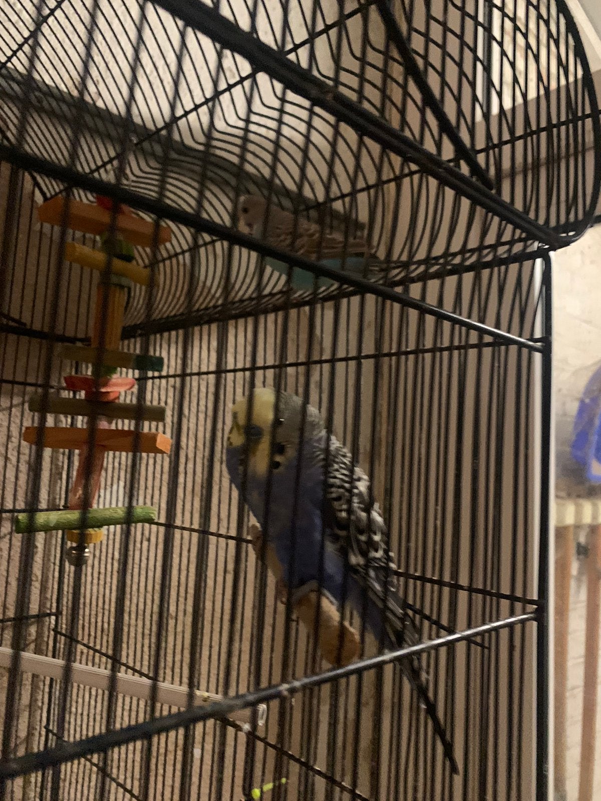 4 grasparkieten met grote kooi