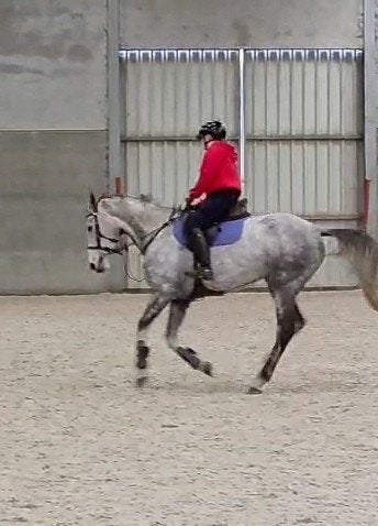 Jument affectueuse avec pedigree, Avec pedigree, B, 165 à 170 cm, Cheval de récréation