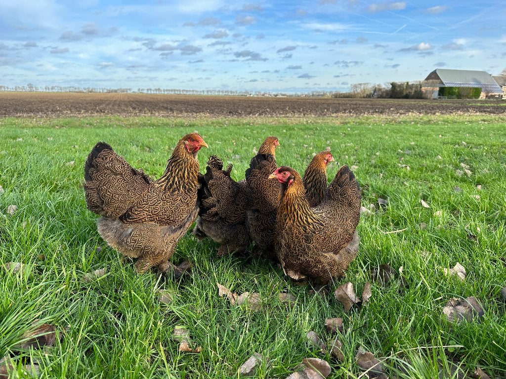 Jonge tamme Brahma kriel kippen gesekst en ingeënt, Dieren en Toebehoren, Pluimvee