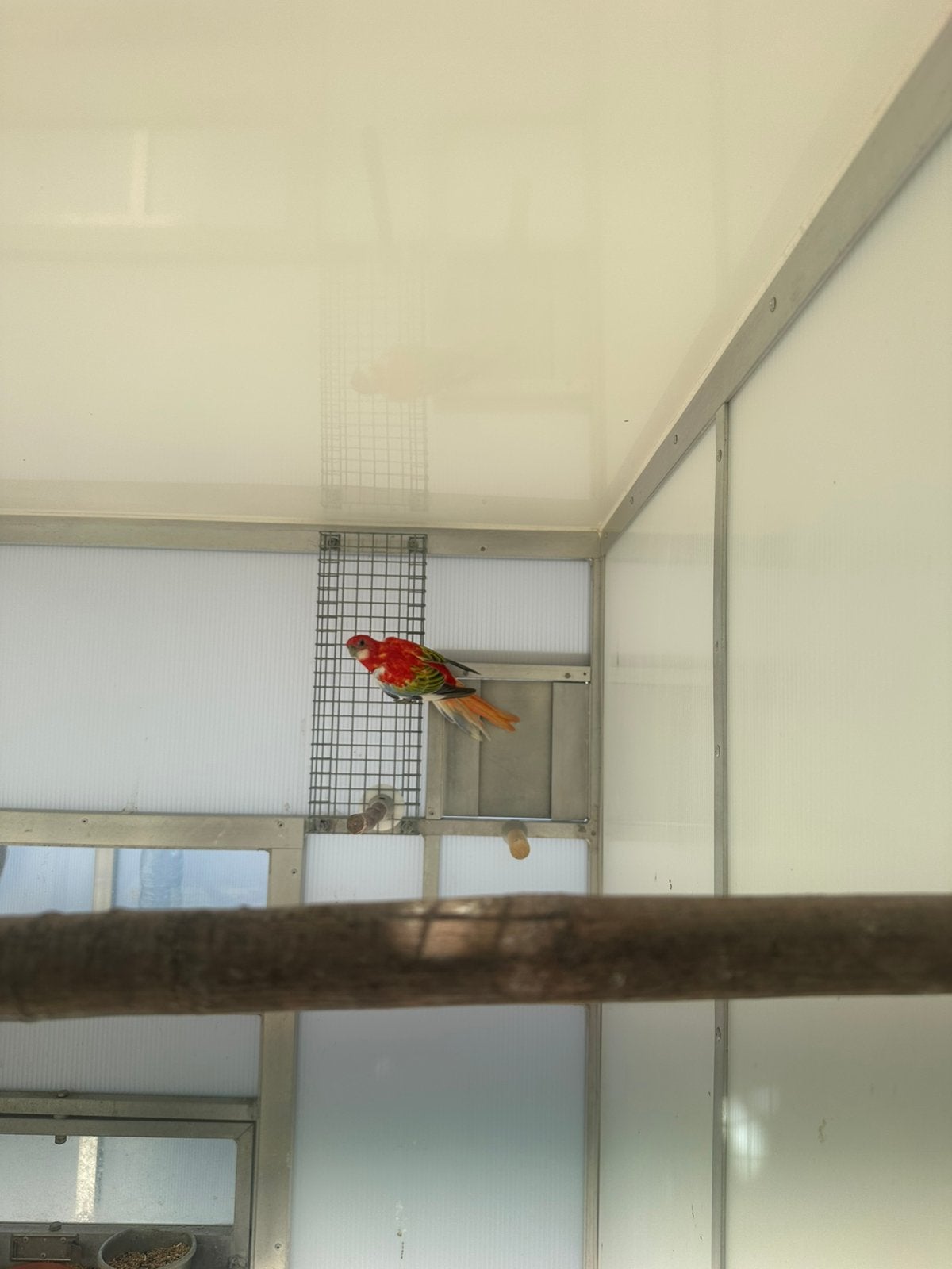 Rosella’s, Dieren en Toebehoren, Geringd