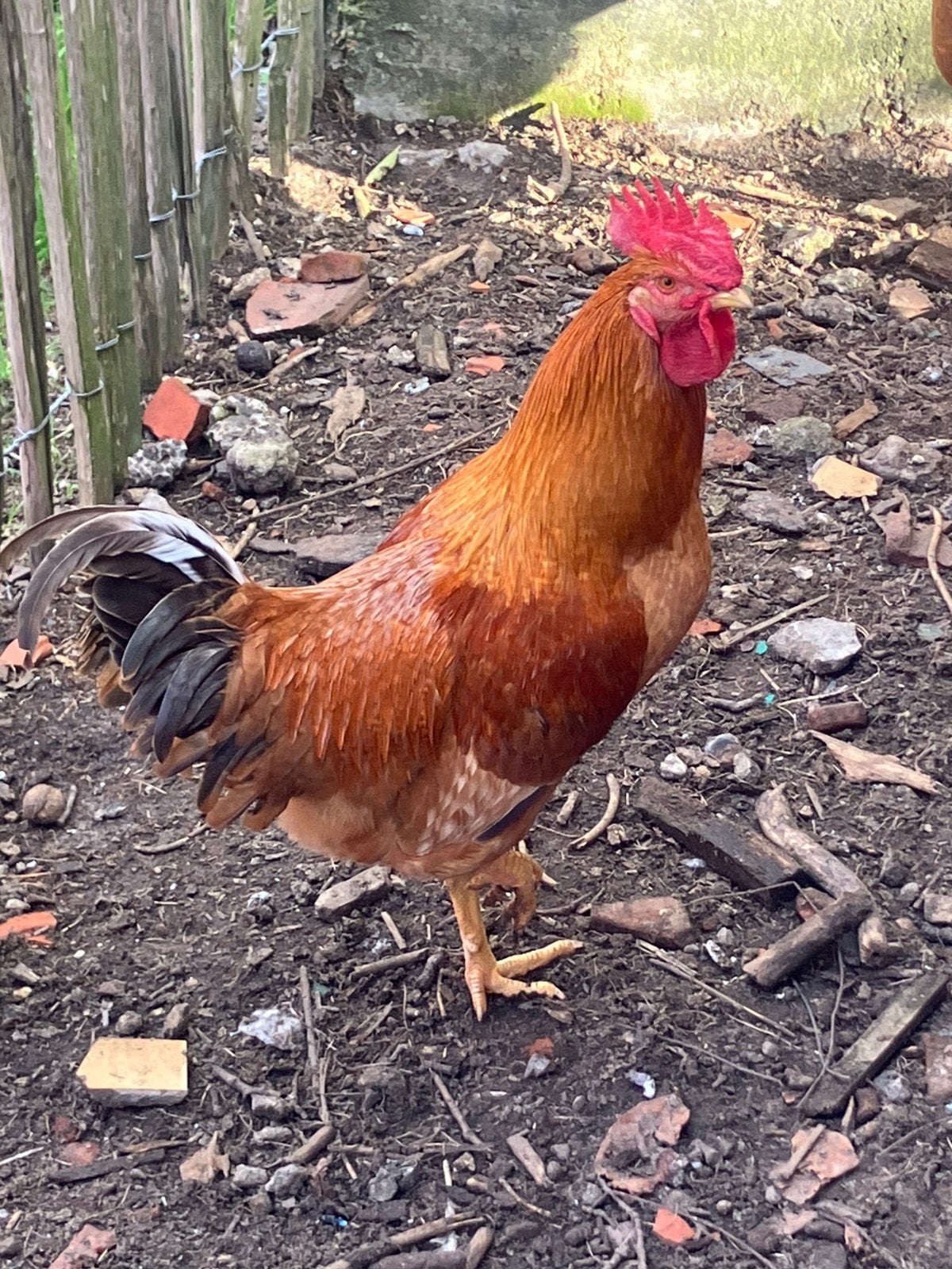 Twee mooie hanen, Dieren en Toebehoren