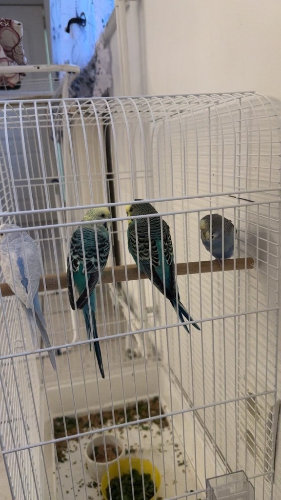 Parkieten Met kooi, Dieren en Toebehoren, Vogels | Parkieten en Papegaaien, Meerdere dieren, Parkiet