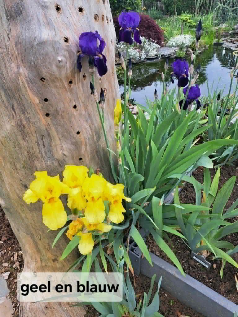 Gratis 3 struiken Iris germanica, Tuin en Terras, Bloembollen en Zaden, Ophalen of Verzenden, Voorjaar, Volle zon, Knol