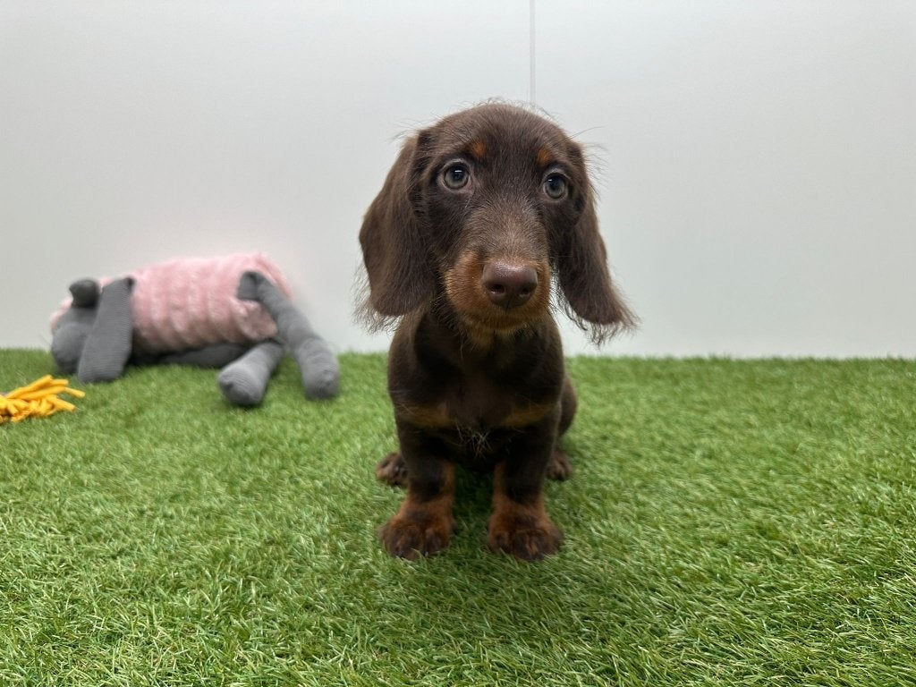 Nid de teckels Shaggy, 15 semaines à 1 an, Maladie de Carré (chiens), Éleveur | Professionnel, Poils durs