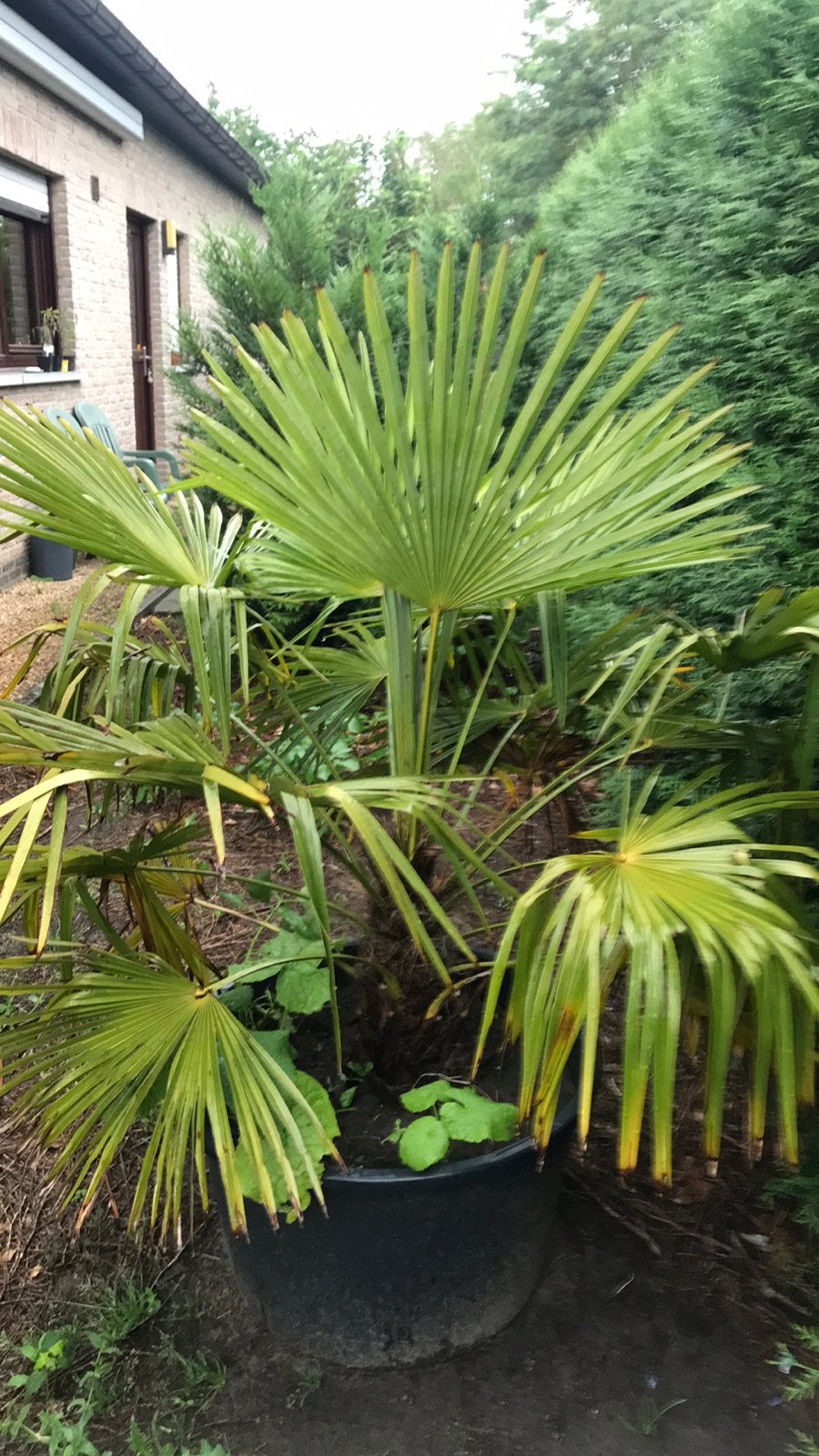 Magnifique palmier, Jardin & Terrasse, Bulbes & Semences, Enlèvement, Toute l'année, Plein soleil, Rhizome