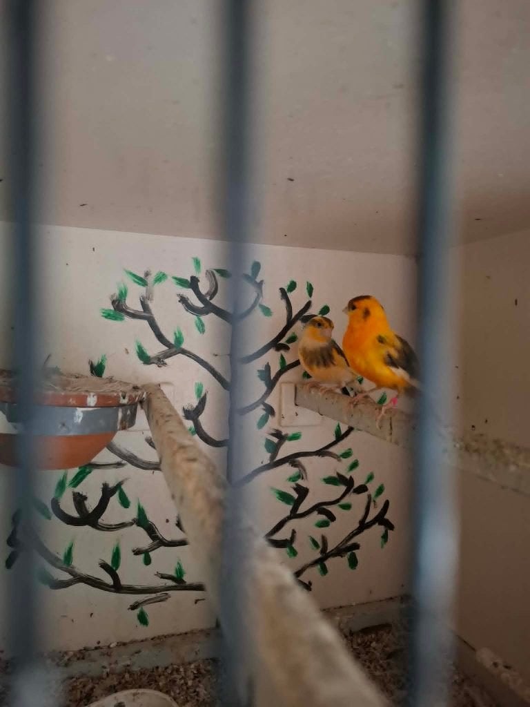 4 koppels kanaries met kweekkooien en toebehoren., Dieren en Toebehoren, Meerdere dieren, Kleurkanarie