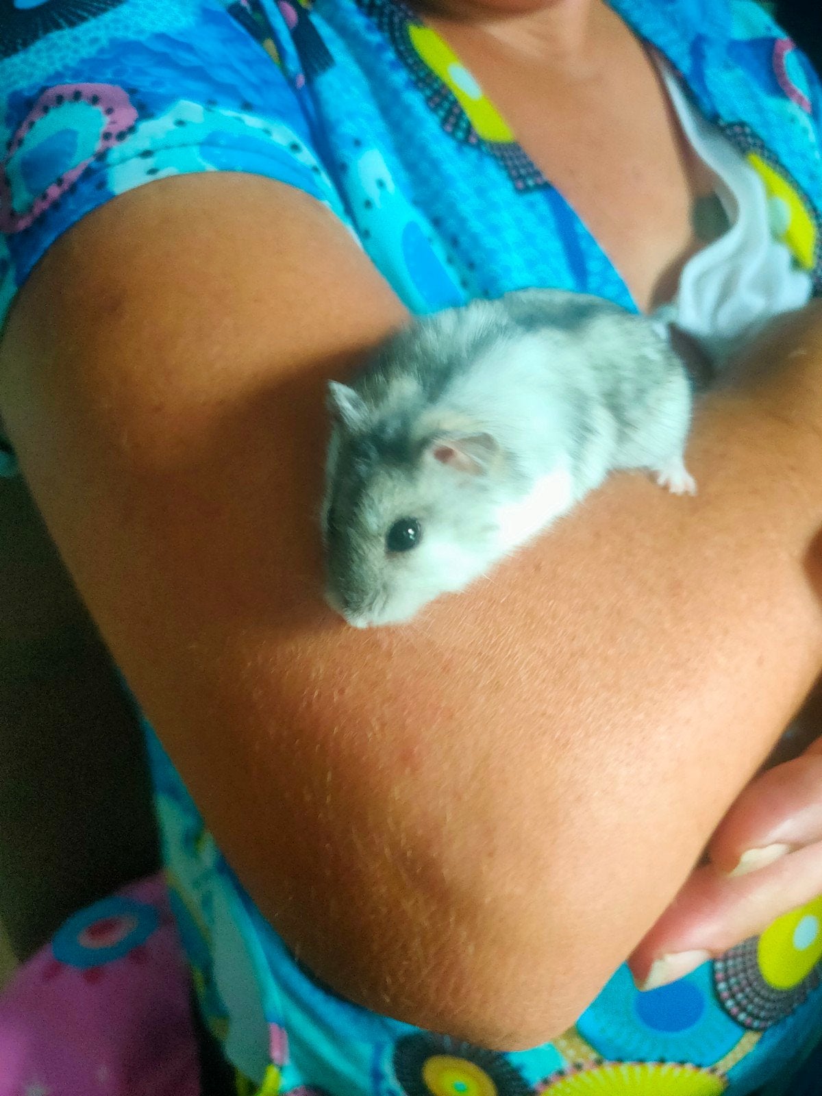 Russische dwerghamster met kooi, Animaux & Accessoires, Rongeurs, Mai, Femelle, Hamster