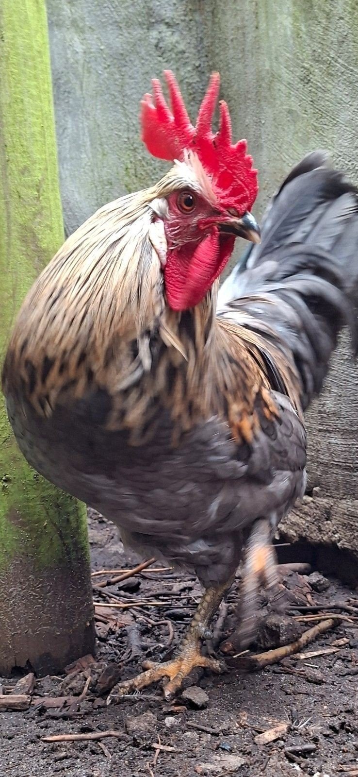 Leuke jonge hennen te koop alsook nog enkele haantjes, Dieren en Toebehoren, Pluimvee
