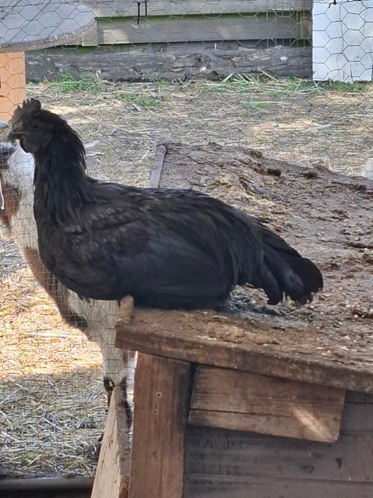 Ayam cemani haantje, Dieren en Toebehoren, Pluimvee