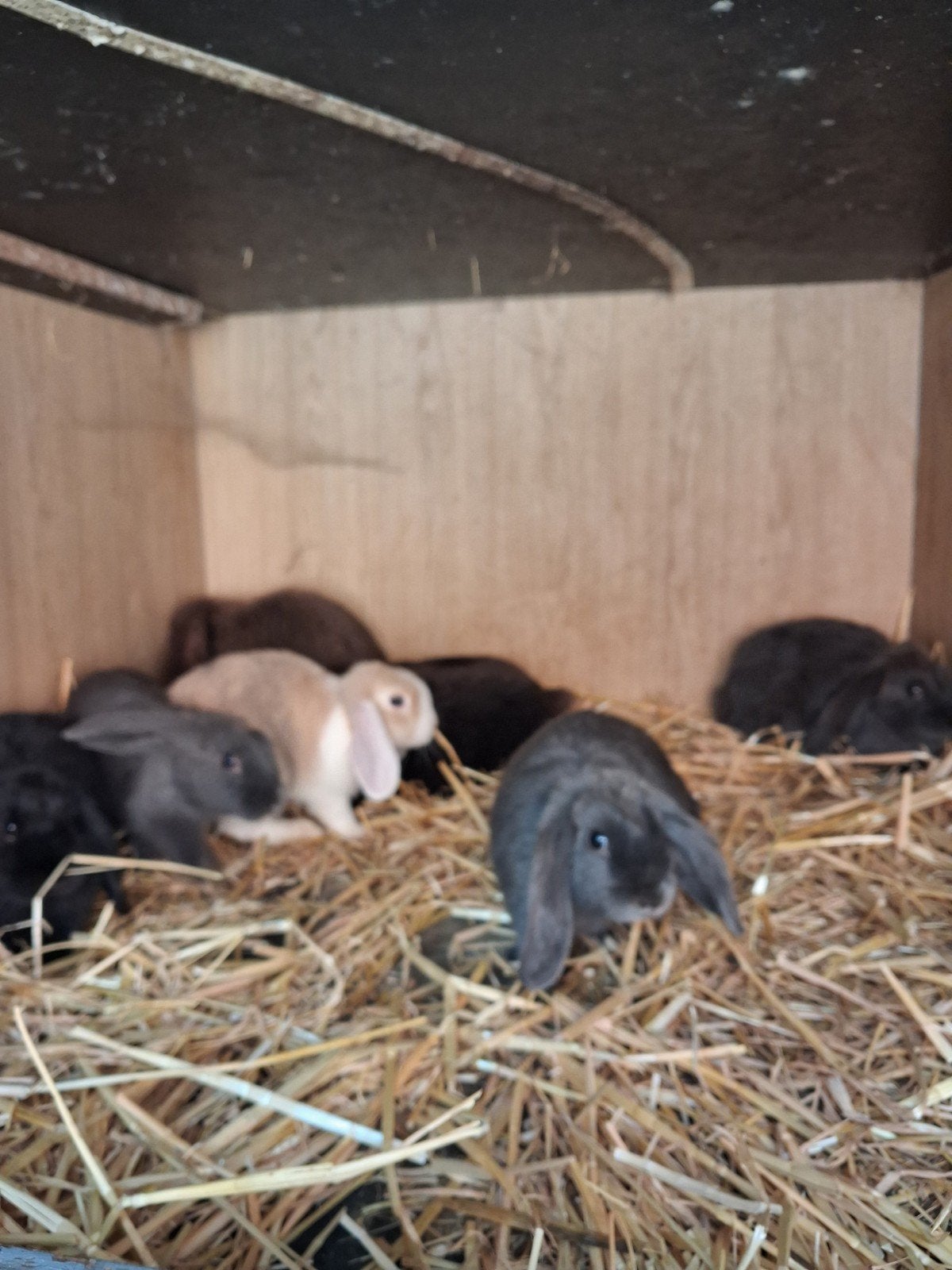 Ndh dwerghangoortjes tien weken tien € per stuk, Animaux & Accessoires